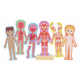 *Hape Magnetic Puzzle - Human Body