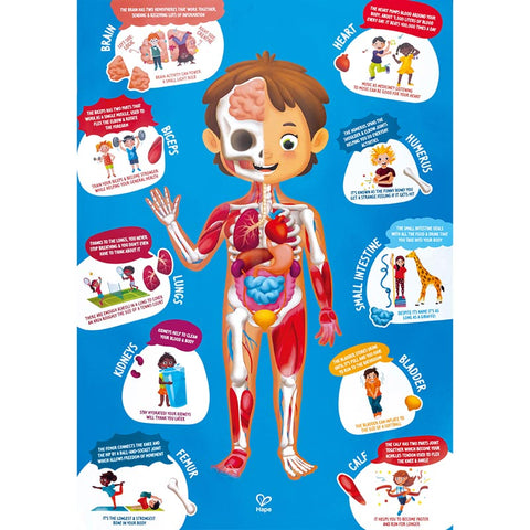 *Hape Human Body Puzzle